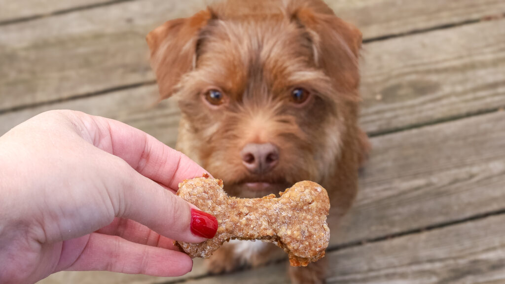 homemade dog treat being given to a dog